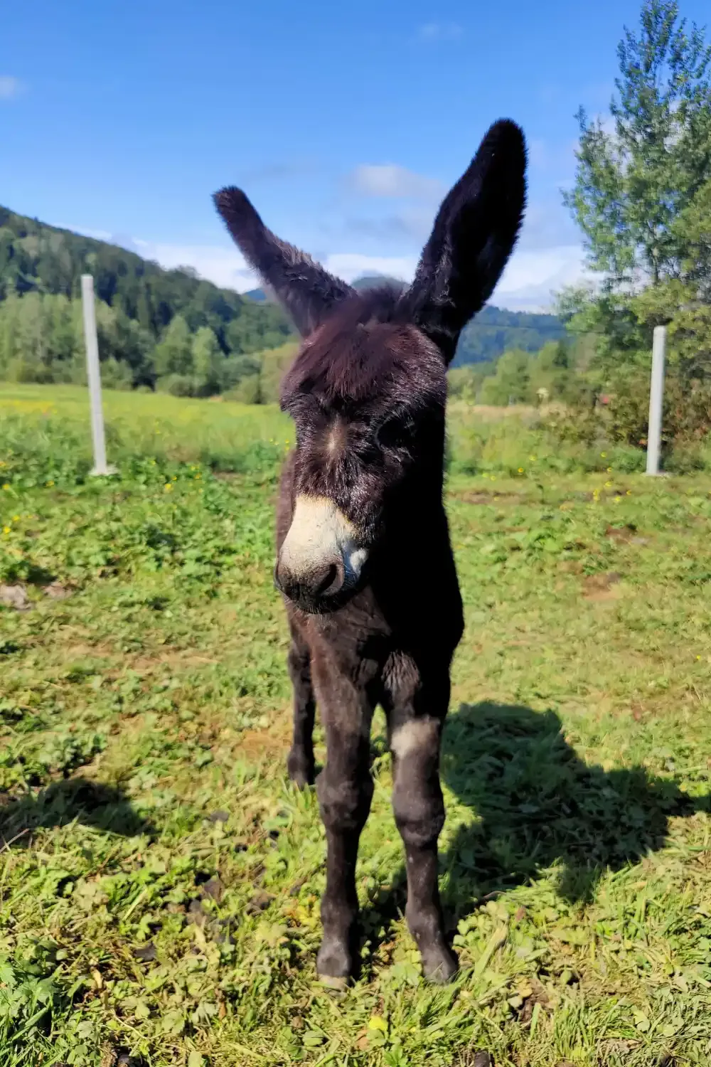Osioł Leśnym Zwierzyńcu w Lisznej
