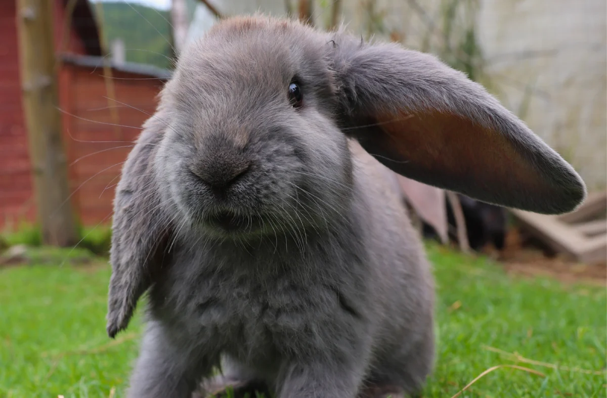 Animal Image