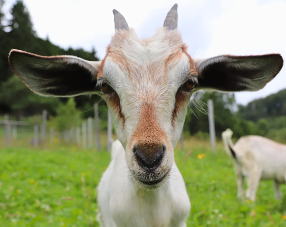 Animal Image