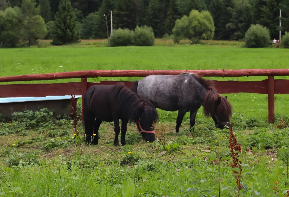 Animal Image