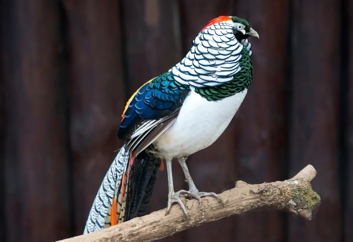 Animal Image